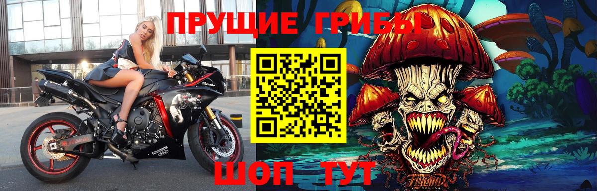 Псилоцибиновые грибы Psilocybine cubensis Петрозаводск